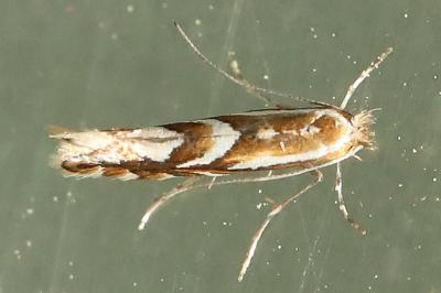 <i>Phyllonorycter</i>