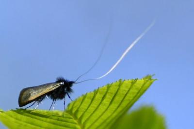 <i>Adela reaumurella</i>