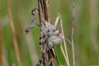 <i>Aplocera efformata/plagiata</i>