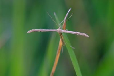 <i>Emmelina monodactyla</i>