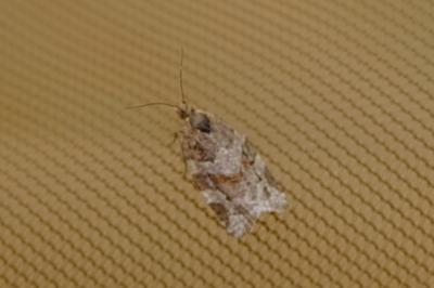 <i>Argyrotaenia ljungiana</i>