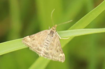 <i>Pyrausta despicata</i>
