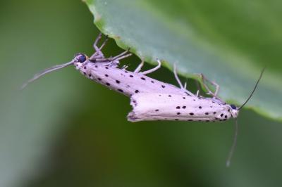<i>Yponomeuta sedella</i>