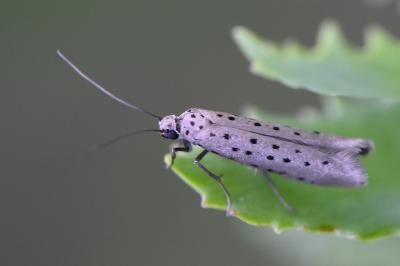 <i>Yponomeuta sedella</i>
