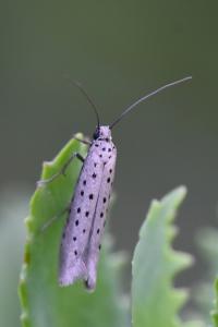 <i>Yponomeuta sedella</i>