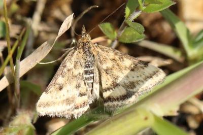 <i>Pyrausta despicata</i>