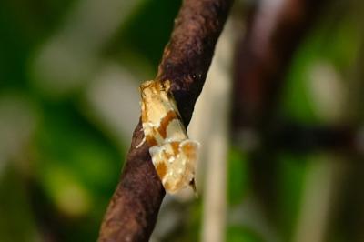 <i>Aethes hartmanniana</i>