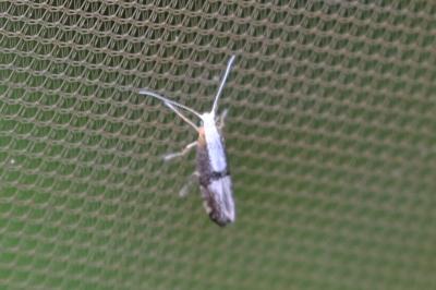 <i>Argyresthia spinosella</i>