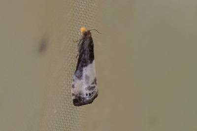 <i>Notocelia cynosbatella</i>
