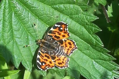 Araschnia levana