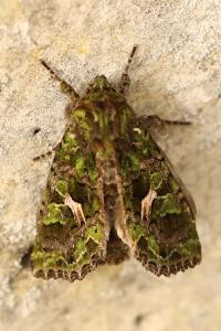 Noctuelle de l'Arroche 