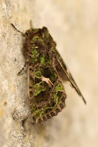 Noctuelle de l'Arroche 