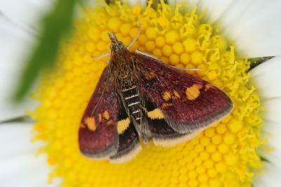 <i>Pyrausta aurata</i>