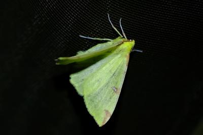 Citronnelle rouillée 