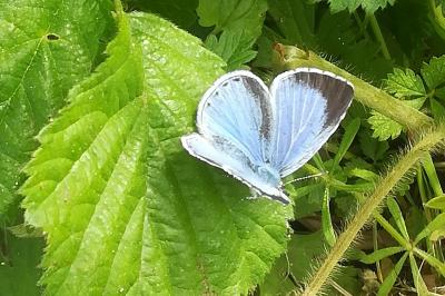 Celastrina argiolus
