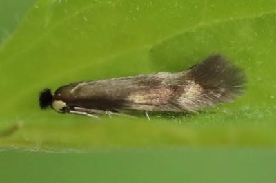 <i>Bucculatrix nigricomella</i>