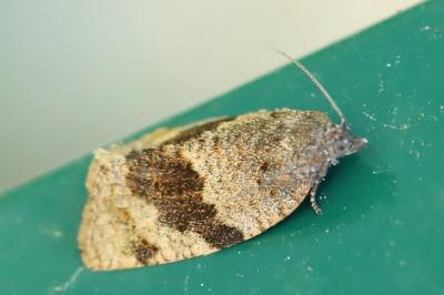 <i>Syndemis musculana</i>