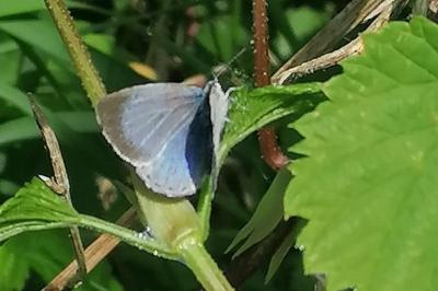 Azuré des Nerpruns 