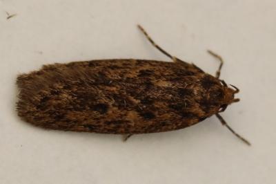 <i>Hofmannophila pseudospretella</i>