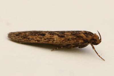 <i>Hofmannophila pseudospretella</i>