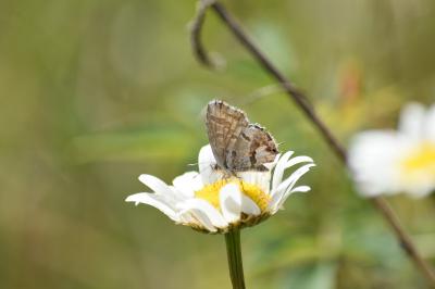 Brun du pélargonium 