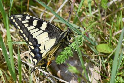 Machaon 