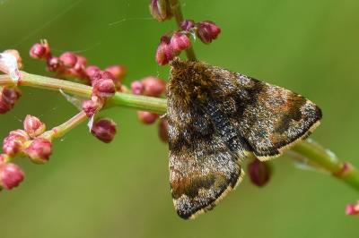 Noctuelle héliaque 