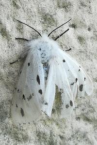 Écaille mendiante 