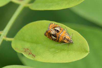 <i>Olethreutes arcuella</i>