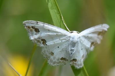 Scopula ornata