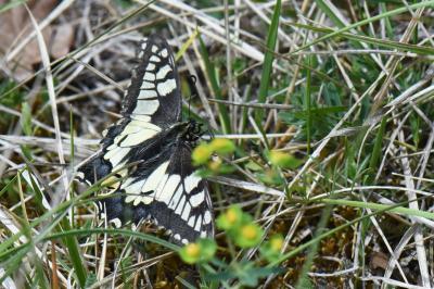 Machaon 