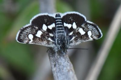 <i>Eurrhypis pollinalis</i>