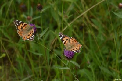 Vanessa cardui