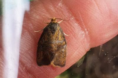 <i>Ptycholoma lecheana</i>