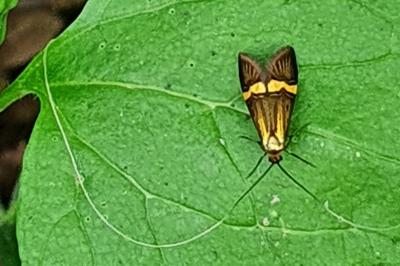 <i>Nemophora degeerella</i>