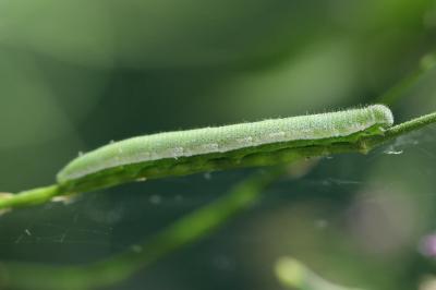 Anthocharis cardamines