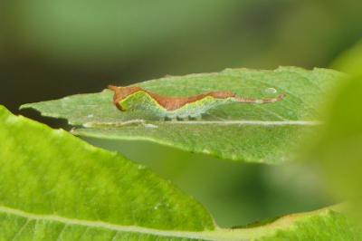 <i>Furcula</i>