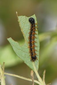 Nymphalis polychloros