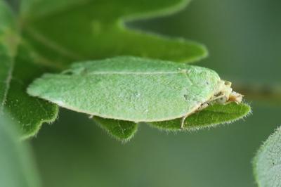 <i>Tortrix viridana</i>