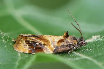 <i>Ditula angustiorana</i>