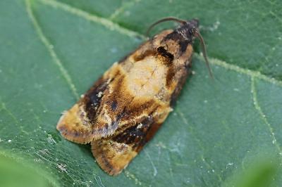 <i>Ditula angustiorana</i>