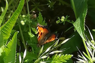 Petite Tortue 