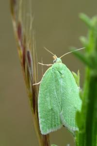 <i>Tortrix viridana</i>