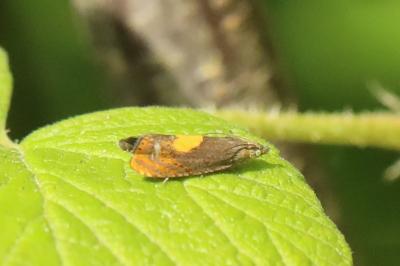 <i>Dichrorampha</i>