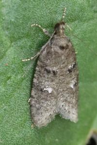 <i>Luquetia lobella</i>
