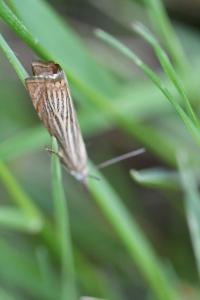 <i>Chrysoteuchia culmella</i>