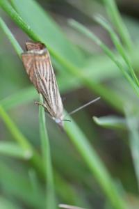 <i>Chrysoteuchia culmella</i>
