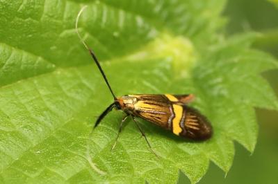 <i>Nemophora degeerella</i>