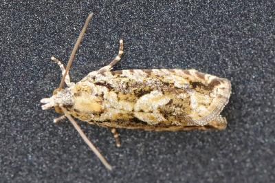 <i>Zeiraphera isertana</i>