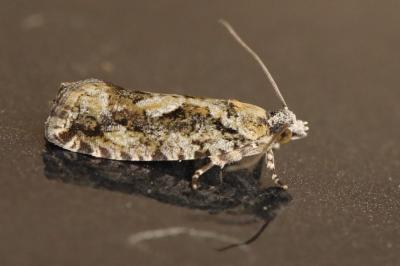 <i>Zeiraphera isertana</i>
